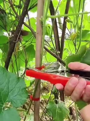 Effortlessly Tie Up Your Plants with the Plant Tying Machine! 🌱🛠️ Streamline Your Garden Maintenance with Our Lightweight, Quick-Tying Tool – Perfect for Grapes, Raspberries, Tomatoes, and All Vining Vegetables. 🍇🍅 Boost Your Harvest with Ease. #PlantTyingMachine #GardenToolInnovation #QuickTieTechnology #VineSupport #GrapesAndBerries #TomatoGardening #ViningVegetables #GardeningEssentials #HomeGarden #OrganicFarming #GardenToolHacks #OrderNow #TikTokGarden #GreenThumbTools #PlantCareTips #HarvestSeason #TikTokShopLastChance#TikTokShopNewYearNewAura#spotlightfinds 