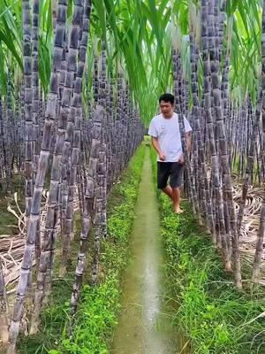 OMG👩‍🌾🥰😋🌱🍀💥💫#fruit #foryou #top #happy #fyp #asmr #smiles #threefarmers 