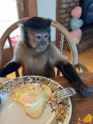 Do you smell your fork? Before you eat? #gaitlynrae #fyp #fypシ #animal #animalsoftiktok #pet #monkey 