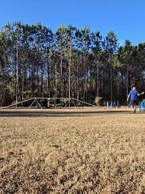 two absolutely perfect running dog walks in a row. #runningcontacts  #dogagility 