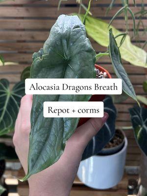 Let repot my Alocasia Dragons Breath 🌿 + adding a few corms that I had grown roots to create a fuller plant How I care for it:  ☀️ this one lives in my greenhouse cabinet, but my mother plant lives in my kitchen near a south facing but never receives direct light.  💦 water when 50% dry + fertilize every watering  🪴 soil mix @mtplanters 👈🏼 ✨ #alocasialover #houseplantcare #soilmix #growingplants #plantmom #indoorplants #repotting #alocasiaheterophylla #plantlover #plantcare #alocasiaaddict #plantcaretips 