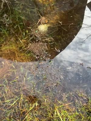 Horseshoe crabs are weird looking #weird #florida #fyp #horseshoecrab. 