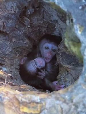 #monkey #monkeys #poormonkey #babymonkey #animals #monkeysoftiktok #pet #forest #usa #cutemonkey #monkeylover #monkeyvideo #wildanimals #cute #rescue #🐒 #wildlife #viral #monkey360 