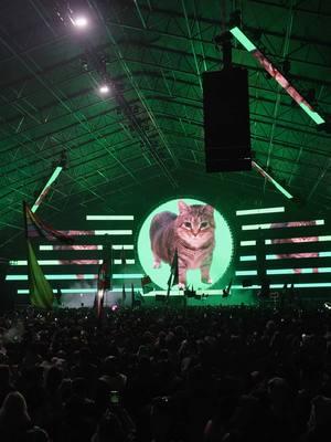 OIIA OIIA CAT RAVE 😹 #festival #electronicmusic #oiiaiiooiiai #wandw #wandwmusic