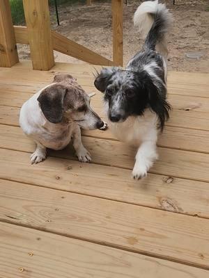 #piebalddachshund #longhaireddachshund #ilovemydachshund #dachshundsrule #dachshundsoftiktok 