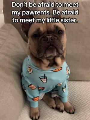 She may be cute but she is unhinged #frenchies #frenchbulldog #dogmom #dogperson #weratedogs #dogoftheday #dogfluencer #smallcreator #mustlovedogs #dogsoftiktok #frenchiesoftiktok #frenchielover #frenchiesociety #dogtok 