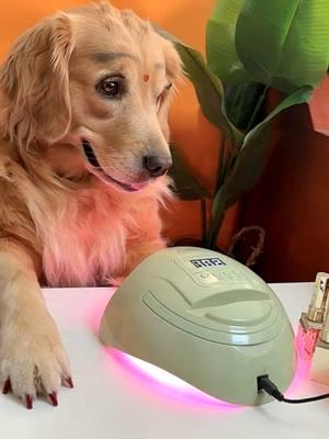 A day in the life of a dog experiencing make up 🧡 #dog #goldenretrieverlife #fyp 