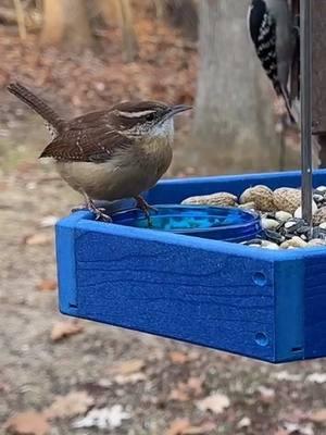 Carolina Wren enjoying some live mealworms.  #LIVEhighlights #TikTokLIVE #LIVE #wren #kingsyard #kingsyardbirdfeeders 