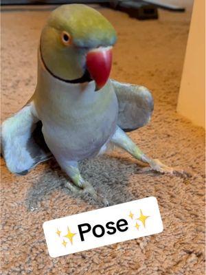 ✨Posing✨ our way into the new year! 🎊 #happynewyear #2025 #birdsoftiktok #parrotsoftiktok #talkingbird #talkingparrot #cuteanimals #funnyanimals #couple #couplegoals #newyear #pose 