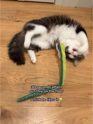 😂😂😂 imagine him with a real snake! Baby is a beast!!!  #catnip #catsoftiktok #cattoy #catniptoy #tiktokmademebuyit #TikTokShop #tiktokshopblackfriday #tiktokshopcybermonday #christmasgift  #fyp 