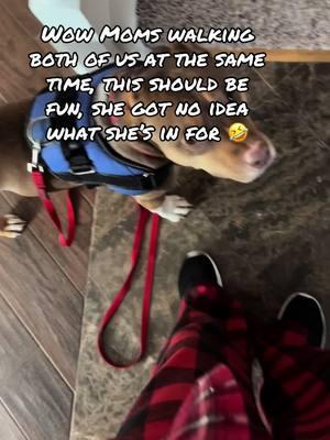 We will see what happens, part 1 of 2#foryourpage #americanbullylover #dogsoftiktok #dog #officepup #fyp #dogsoftiktok #pocketbully #atlas #foryoupage #2025 #walks #challenges #strong #animalsurvival #puppytiktok 