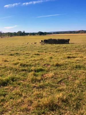 All I’ve ever known, and I reckon the proof is shown. #Cowdogs #Texas #Ranch #Cattle 