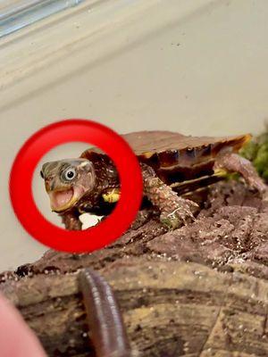 Crazy Eyed Turtle Rings in the New Year!! 🎉 😳  FUN FACT: Vietnamese black-breasted leaf turtles are agile and are excellent climbers. They can climb things that are in extreme vertical positions! Even in a holding tub like this that is only temporary as we prepare his new naturalistic environment, La Cay has things like this stump he can climb on. This offers enrichment, promotes natural behavior and prevents atrophy. 🐢 #babyturtle #funnyanimals #newyear #2025 #gardenstatetortoise #otistheturtle #wildlife #fyp #nature #animals #turtletok 