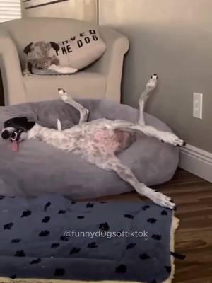 Part 49 | Dog sleep 🐶💤 #dog #funnydogs #funnypets #funnyanimals #animalsoftiktok #dogs #funnydog 