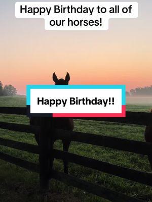 Did you know that January 1st is the birthday of all Northern Hemisphere Thoroughbreds? #breedersfarm #breedersfarm2024 #horseracing #newyear #birthday 