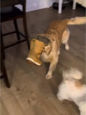 Someone press the reset button! 😂 #dogsoftiktok #dogs #goldenretriever #animallove #lol #animals #funnypets #pet #nature #cute #funnyanimals #adorable #pets #animal #cutepetclub #fyp #PetsOfTikTok #adorableanimals #familyfriendly #socute #viralvideo #animalvideosforkids #kidfriendly #foryoupage #cuteanimals #cutepet #funnymemes #animalmemes #amusinganimals #trending #viral #kidfriendlycontent #animaltok 