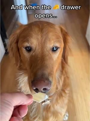 tis the season #dogsoftiktok #cheesetax #dogs #trending #ticktok #content #doglife #pettok #goldenretriever #lol #goldenretrieverlife 