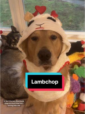 You could say Archie enjoys lamb chop quite a bit #dogs #dogsoftiktok #dogtok #dogtoy #dogtoys #christmashaul #lambchop #goldenretriever #goldenretrieverlife #doggear #dogcostume 