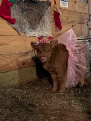 Happy New Year! How cute is Candy? She didn’t seem to mind my shenanigans this morning. Make sure y’all are following our page for updates on all babies. #shaggycowfarms #tennessee #scottishhighlands #fluffycow #miniaturecows #minicows #minihighlands 