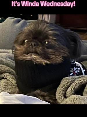 #windawednesday #mini #shihtzu #dog #pet #ewok #fyp 