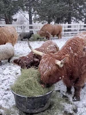 Winter has arrived ❄️! What a way to bring in the New Year!  #wildrootsfarmllc #snow #moocrew #winter #coo #cow #fluffypets #firstsnow #newyear #2025 