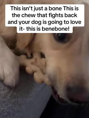 #dogbones #benebonechew #dogchew #dogbone #dogsthatchew #bonesfordogs #dogs #fordogs 