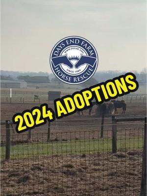 We placed 76 horses in loving homes this year through our adoption and owner 2 owner program’s! 🐴 #Horses #HorseRescue #yearendreview #yearend #happynewyear #adopted #adoption #adoptahorse #adoptdontshop #equestriansoftiktok #equestrian 