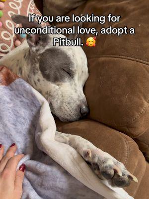 Pitbulls are pure love and loyalty — they’re just misunderstood! 🐾 If you’re looking for a true companion and a loving friend, consider adopting one. They have so much affection to give! 💖 #AdoptDontShop #PitbullLove #MisunderstoodDogs #rescue #pitbullsoftiktok #whorescuedwho #cutie #sleepypuppy #spoiledpuppy