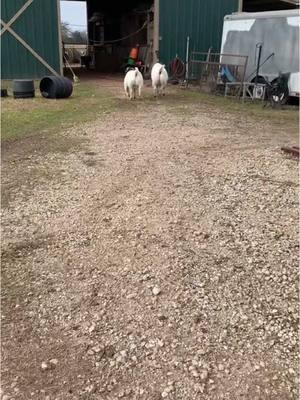 throwback to rain and swisher #onthisday #goat #goats #boergoat #boergoats #livestock #ranch #ranchlife #farm #farmlife #animal #animals 