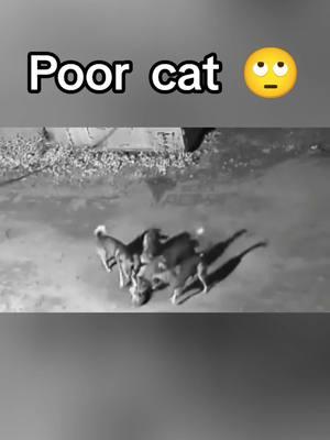 #CapCut #cat #poorcat #dog #dogsoftiktok #dogsvideo #dogs #dogvideos #dogviral #animals #animal #animalworld #tiktokanimals #animalsoftiktok 