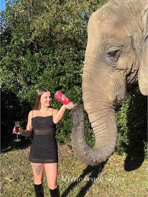 Happy New Year!🥂🍾✨2️⃣0️⃣2️⃣5️⃣ • • • #elephant #myrtlebeachsafari #elepants #elephantlove #exoticanimals #Elephantidae #animals #animalsaddict #animallover #cuteanimals #funnyanimals #animalsofig #trails #nature #explorepage✨ #newyear #newyears 