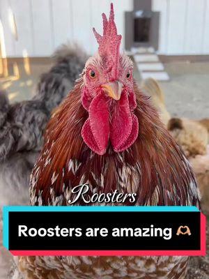 Roosters are truly amazing! 🐓#creatorsearchinsights #rooster #roosters #homestead #farmlife #fyp 