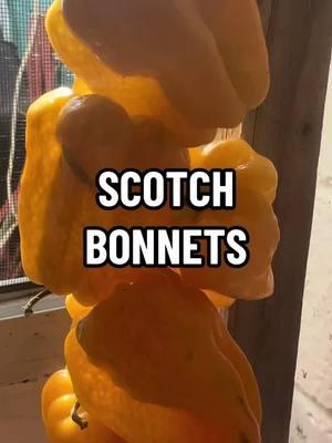 Healthbosstv: Scotch Bonnets #pepper #peppers #scotchbonnets #diet #medicinal #livinghealthy #Love #healthylifestyle #healthyliving#healthy   #naturalremedy #plantmedicine #herbalism #naturalremedies #didyouknow #funfacts #healthtips #food #funfacts b  #healingartsapothecary #tips #tipsandtricks #healing#nutrition #healers #healed #healthyliving#chronicillness #healthbossdottv #healthbosstv #healingartsdotme #natural #help #selfheal #apothecary #apothecaryjars #sports#livinghealthy #foods#disease #diseased #diseases #plantmedicines #medicinal #howto #ai #artificialintelligence  