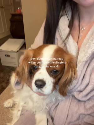 And i wouldnt have it any other way ❤️❤️❤️ #cavalierkingcharles #cavalierkingcharlesspaniel #cavaliersoftiktok #cavaliers 