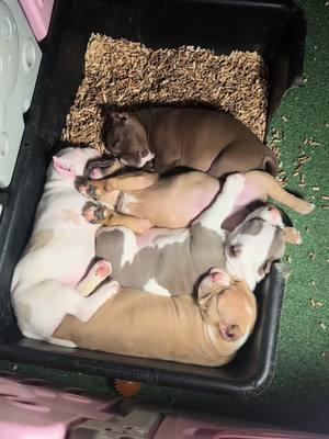 Puppy love. It’s so unconditional. #puppy #puppies #dogsoftiktok #dogmom #dogdad #furbabies #furbaby #adventure #sleep #play #whelping #americanbully #americanbullies #pocketbully #abkc #wba #wbr #usbr 