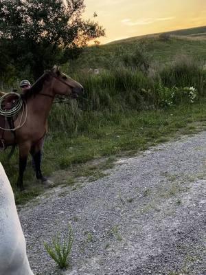 @guycobb had to bring this video back just for this sound #sticky #Kentucky #horsebackriding #cowboybebop #horsesoftiktok #cowboyshit 