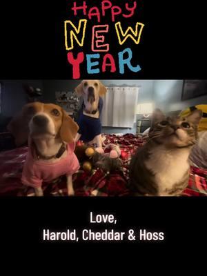 #happynewyear #happy2025 #newyearnewme #fosterfail #adopted #adoptdontshop  #greatpyrenees #treeingwalkercoonhound #dalmatian #lhasaapso #supermutt #greatpyreneescoonhoundmix #greatpyreneescoonhound  #envigosurvivor #envigobeagles #envigo #beagles #beaglesoftiktok #dogsoftiktok #beaglelover #beagleslover #envigo4000 #freethebeagles #4000beagles #envigorescue #adoptdontshop #rescuedandspoiled #rescuedogsoftiktok #labradane #funnyvideos #funnypets #funnydogs #sillypets #sillydogs #tabby #tabbycat #tabbycatsoftiktok #tabbycats #tabbysoftiktok #catsoftiktok #funnycat #sillycat #funnypet 