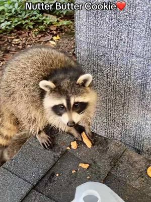 Daily Hiss on Facebook #dailyhiss #fyp #happynewyear2025 #feralcatsoftiktok #newyear #feralcat #feralcats #tnr #tnrsaveslives #trapneuterandrelease #raccoon #raccoonsoftiktok #maurmaurtwice #raccoonlife #raccoons 