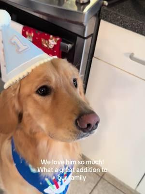 We celebrated Baby Gibbs-aka Gibson, little Giblet, Bunny on Dec 28. The big #firstbirthday #dogparty #dogbirthday #eagles #gobirds #nepa dont mind the poor singing-not my best but Gibbs loved it ❤️🎉🎂