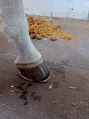 #farrier #fyp #hoofcare #asmr #tiktokfarrier #oddlysatisfying #satisfying #horse #tiktokhorseshoer #manure 