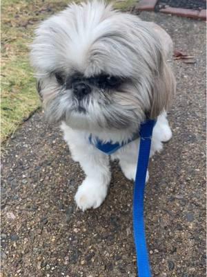 New Year. Same Shih. #shihtzu #shihtzusoftiktok #shihtzus #shihtzulovers #foryoupage 