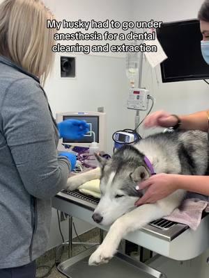 Wiley has had two dental cleanings and two extractions for broken teeth. The bill for this was around $850. #siberianhusky #huskylife #dentalcleaning #veterinarymedicine 