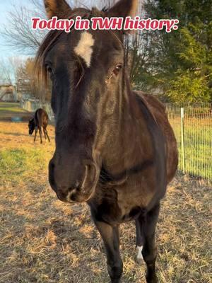 While we watch the Rose Bowl Parade, remember Sun’s Delight D.! #tennesseewalkinghorse #votenotothepastact #letemwalkon #versatile #gaitedhorses #gaitedhorse #railtotrail #agvocate #horsemanship #horsetraining #education #showhorse #history #research 