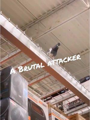 You will not believe this… and stay tuned, because I spiraled after… #birds #birdsoftiktok #birdsofhomedepot #pigeon #pigeontok #part1 