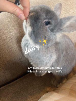 sweet Daisy 🍓  - - - - - - - #hollandlop #hollanlopoftiktok #bunny #bunnies #bunnytiktok #bunnylove #babybunny #baby #cuteanimals #cute #fyp #fyppppppppppppppppppppppp  