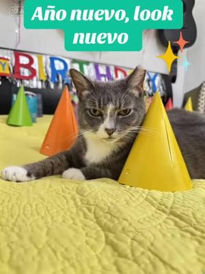 Año nuevo, look nuevo.  #chinita  #filtrocabellochino #filtroia  #happycat  #happyday #stomatitis #rescuecat #rescue #asthma #helpme catsofig #catsofworld #catslovers #catsrule #seniorcats #seniorcatsrule #seniorcatsofig #renalinsufficiency #asthma #asthmafeline #sick #sickcat #fiv #fivpositive #fivpositivecat #adoptdontshop🐾❤️