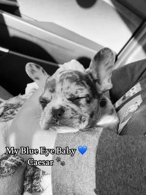 Caesar 🐾 #CapCut #frenchie #frenchiesoftiktok #bluemerle #blueeyefrenchie #mybabydog #newyear #fyp #capcutedit #