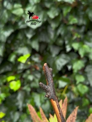 Happy New Year from Mr. Allen 🧡✨ May your year be filled with joy and love 🎉🎊 #hummingbirds #nature #allenshummingbird  . Share this video with friends and family to spread the joy of hummingbirds ✨ . . © All rights reserved.  Don’t use without permission.  . . . #birds #naturelover #Outdoors #birdwatching #gardenbirds #featherperfection #instabirds #wildlife #hummingbirdfeeder #backyardbirds #birdsinflight #hummingbird  #hummingbirdsoftiktok #asmr #foryou #vibes #weekendvibes #viral #fyp #foryoupage #reels #birdreels #naturereels #reels__tiktok #viralvideo 