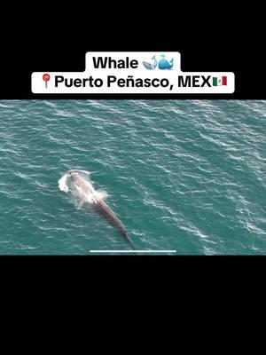 Whale sighting 📍Rocky Point, Mexico🇲🇽 *Credit to Chris Kieffner for the video on FB* #puertopeñasco #rockypoint #puertopeñascosonora #peñasco #peñascosonora #rockypointmexico #mexico #mexicocheck #mexicotiktok #sonora #traveltiktok #arizona 