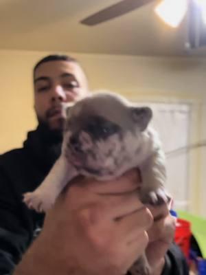 What an amazing female she is only 2 weeks old 😮‍💨😮‍💨🤯 #APK #alphaplugkennels🔌 #frenchie #frenchbulldog #frenchiesoftiktok #frenchies #frenchbulldogpuppy #frenchbulldogsoftiktok #fyp #fypシ #fypage #foryou #foryoupageofficiall #foryoupage 